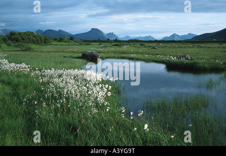 Wollgras (Wollgras spec.), Moore-See, mit Baumwoll-Gras Norwegen Vesteralen Stockfoto