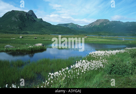 Wollgras (Wollgras spec.), Moore-See, mit Baumwoll-Gras Norwegen Vesteralen Stockfoto