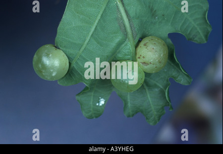 gemeinsamen Eiche Gallwasp, Eiche Blatt Kirsche-Gall Cynipid (Kirsche Gall) (Cynips Quercusfolii), Harzgallen auf einem Eichenblatt Stockfoto