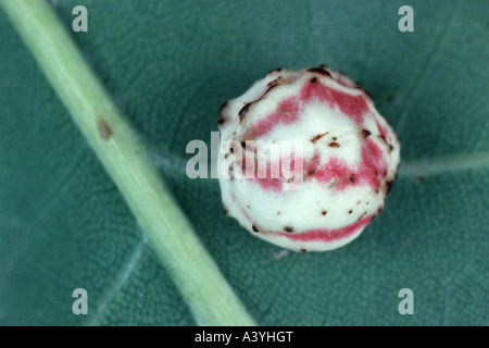 Eichenblatt gestreift-Gall Cynipid Wespe (Cynips Longiventris), gall auf einem Eichenblatt Stockfoto