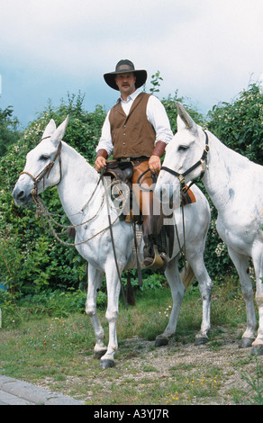 Maultier (Equus Asinus X caballus), Westernreiten mit zwei weißen mulis Stockfoto