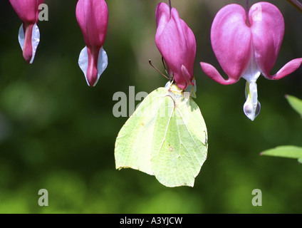 Zitronenfalter (Gonepteryx Rhamni), Unterseite, auf Blüten von gemeinsamen Tränendes Herz Dicentra spectabilis Stockfoto