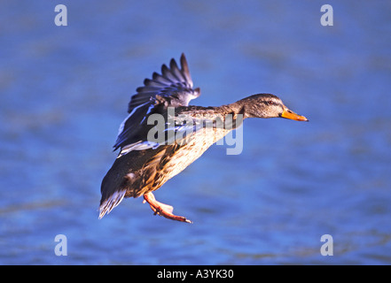 Mallard Duck Landung auf Wasser Anas platyrhynchos Stockfoto