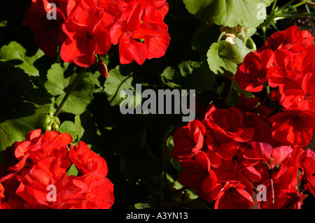Hibiskus in voller Blüte Stockfoto