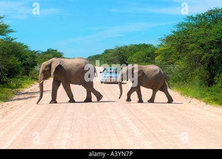 Elefanten, die Straße überqueren, Etosha Park, Namibia Stockfoto