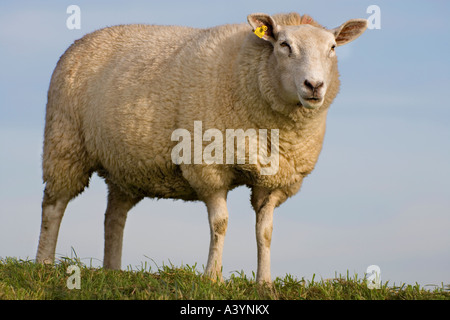 Schafe mit gelben Ohr Tag Seitenansicht vorgesehen. Auf der Oberseite ein Deich oder Damm in der Provinz Zeeland im Süden der Niederlande Stockfoto