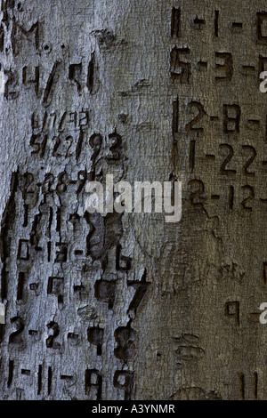 Baumstamm mit Datumsangaben Schnitzereien Schriften geschnitzt in der Rinde. Vandalismus oder gerade romantische Inschriften. Stockfoto