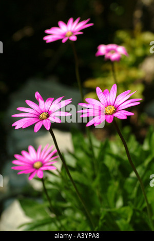 Magenta Osteospermum, sonnig, Maria, Blumen, die in einem englischen Garten Stockfoto