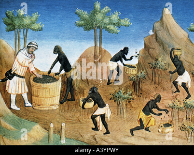 Polo, Marco, 1254 - 8.1.1324, venezianischer Kaufmann und Reisender, schwarzer Pfeffer bei der Ernte in Plantage in der Nähe von Malabar-Küste, Überprüfung Stockfoto