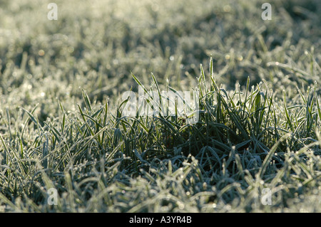 Frost deckt ein Rasen auf einem sonnigen kalten Wintertag am frühen Morgen. Stockfoto