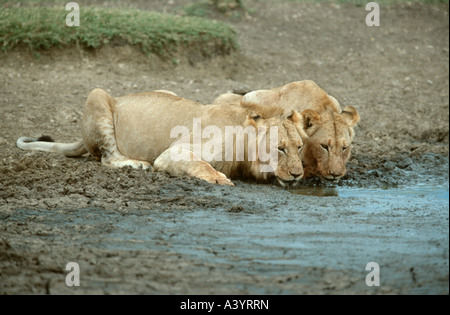 Löwe (Panthera Leo), trinken am Wasserloch, Kenia, Masai Mara Reserve Stockfoto