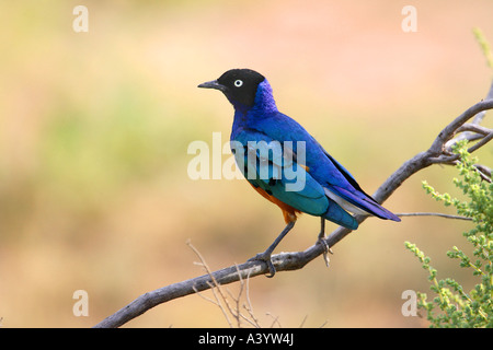 Superb Starling (Spreo Superbus, Glanzstare Superbus, Lamprospreo Suberbus), sitzt auf einem Zweig, Kenia Stockfoto