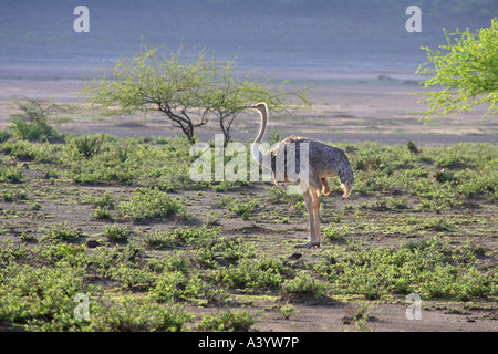 Somali-Strauß (Struthio Camelus Molybdophanes), Pirsch durch Savanne, Kenia Stockfoto