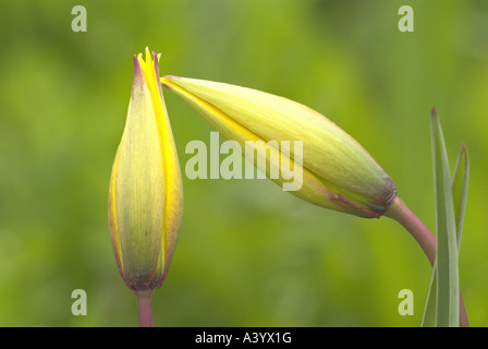 Wilde Tulpe (Tulipa Sylvestris) im Keim zu ersticken, Deutschland, Rheinland-Pfalz Stockfoto