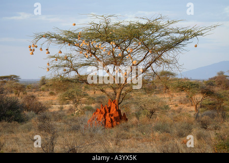 Regenschirm Thorn Akazie, Regenschirm-Akazie (Acacia Tortilis), Landschaft in Samburu mit Camel Thorn, Kenia Stockfoto