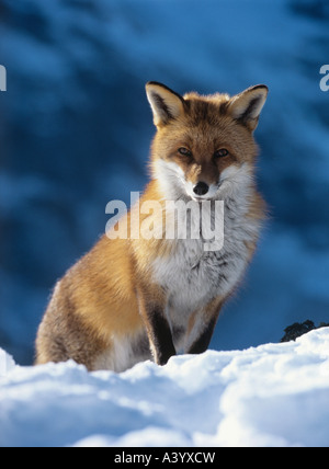 Fuchs im Schnee sitzen Stockfoto
