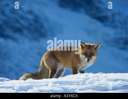 Fuchs im Schnee Stockfoto