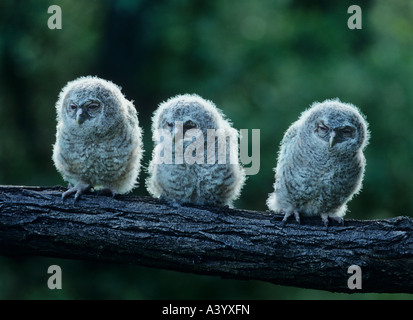 Drei Eulen auf Ast Stockfoto