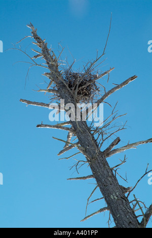 Blue Heron Nester befindet sich hoch in toten Bäumen in einem Bereich von Feuchtgebieten in New Hampshire USA befindet sich in Neu-England Stockfoto