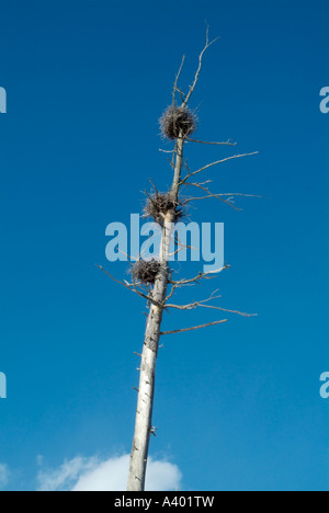 Blue Heron Nester befindet sich hoch in toten Bäumen in einem Bereich von Feuchtgebieten in New Hampshire USA befindet sich in Neu-England Stockfoto