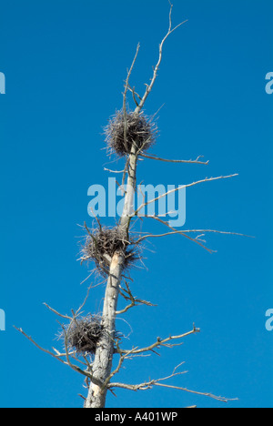 Blue Heron Nester befindet sich hoch in toten Bäumen in einem Bereich von Feuchtgebieten in New Hampshire USA befindet sich in Neu-England Stockfoto