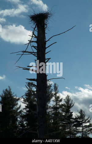 Die Silhouette der Graureiher Nest befindet sich in einem toten Baum in einer Feuchtgebiete Gegend von New Hampshire USA befindet sich in Neu-England hoch Stockfoto