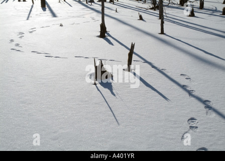 Eine Person s Fußspuren im frisch gefallenen Schnee befindet sich in einem neu-England-Wald in New Hampshire USA Stockfoto