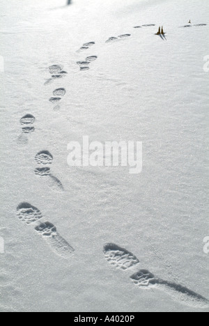 Eine Person s Fußspuren im frisch gefallenen Schnee befindet sich in einem neu-England-Wald in New Hampshire USA Stockfoto