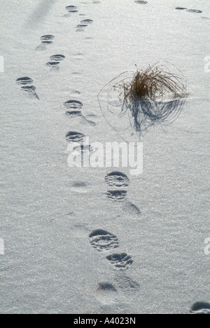 Eine Person s Fußspuren im frisch gefallenen Schnee befindet sich in einem neu-England-Wald in New Hampshire USA Stockfoto