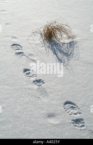 Eine Person s Fußspuren im frisch gefallenen Schnee befindet sich in einem neu-England-Wald in New Hampshire USA Stockfoto