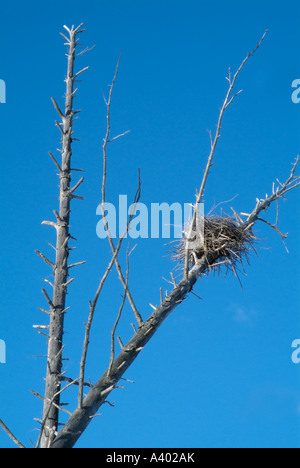 Blue Heron Nester befindet sich hoch in toten Bäumen in einem Bereich von Feuchtgebieten in New Hampshire USA befindet sich in Neu-England Stockfoto