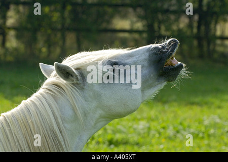 "Connemara Pony" Hengst Eisstockschießen auf der Oberlippe Stockfoto