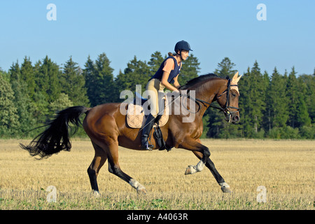 Junger Fahrer mit einem Reiten Hut und einen Körperschutz auf Rückseite des Bayerischen Rasse Pferd im Galopp Stockfoto