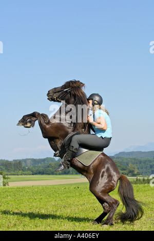 Mädchen auf der Rückseite eine Aufzucht Islandpferd Stockfoto