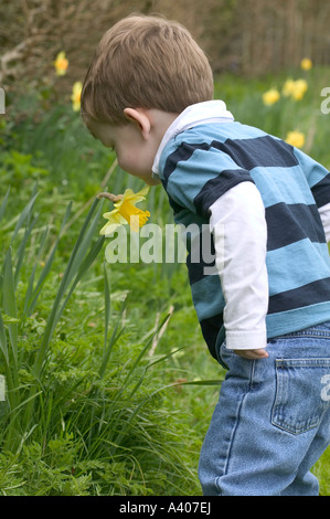 Kleiner Junge duftenden Narzissen im Garten Stockfoto