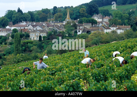 Rebpflücker ernten Weinberg, Dorf Pernand-Vergelès in der Ferne, Côte de Beaune, Côte d'Or, Burgstall, Frankreich, Europa Stockfoto