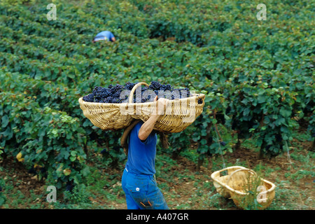 FRANKREICH-BURGUND PERNAND-VERGELES-TRAUBE PICKER EIN BENATON KORB MIT FRISCH GEERNTETEN PINOT NOIR TRAUBEN Stockfoto