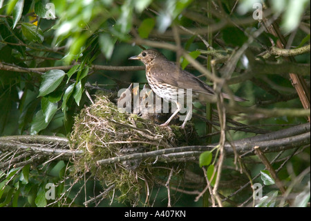 Eine Singdrossel Fütterung Küken im Nest Stockfoto