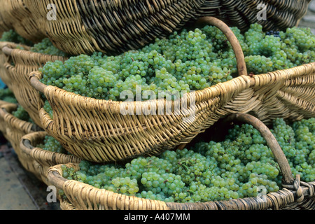 FRANKREICH BURGUND PERNAND-VERGELES TRAUBENERNTE BENATON KÖRBE MIT FRISCH GEERNTETEN CHARDONNAY-TRAUBEN EUROPA Stockfoto