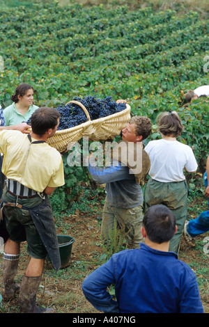 Frankreich Burgund PERNAND - VERGELES WEINLESE PICKER MIT EINEM BENATON KORB MIT FRISCH GEERNTETEN PINOT NOIR TRAUBEN EUROPA Stockfoto