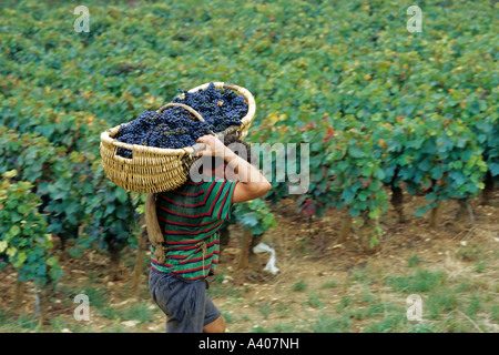 FRANKREICH-BURGUND PERNAND-VERGELES-TRAUBE PICKER EIN BENATON KORB MIT FRISCH GEERNTETEN PINOT NOIR TRAUBEN Stockfoto