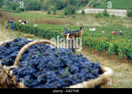 FRANKREICH-BURGUND PERNAND-VERGELES-TRAUBE PICKER EIN BENATON KORB MIT FRISCH GEERNTETEN PINOT NOIR TRAUBEN Stockfoto