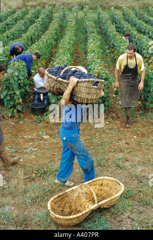 FRANKREICH-BURGUND PERNAND-VERGELES-TRAUBE PICKER EIN BENATON KORB MIT FRISCH GEERNTETEN PINOT NOIR TRAUBEN Stockfoto