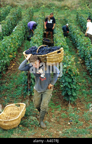 FRANKREICH-BURGUND PERNAND-VERGELES-TRAUBE PICKER EIN BENATON KORB MIT FRISCH GEERNTETEN PINOT NOIR TRAUBEN Stockfoto