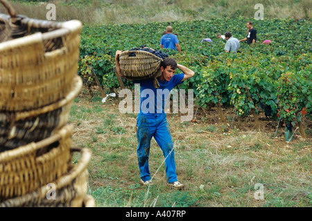 FRANKREICH-BURGUND PERNAND-VERGELES-TRAUBE PICKER EIN BENATON KORB MIT FRISCH GEERNTETEN PINOT NOIR TRAUBEN Stockfoto