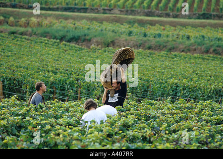 FRANKREICH BURGUNDER PERNAND-VERGELES TRAUBENERNTE MAN MIT EINEM BENATON KORB EUROPA Stockfoto