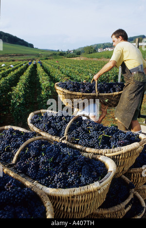 FRANKREICH BURGUND PERNAND-VERGELES WEINTRAUBE PICKER STAPELN BENATON KÖRBE MIT FRISCH GEERNTETEN PINOT NOIR TRAUBEN AUF EINEM ANHÄNGER Stockfoto