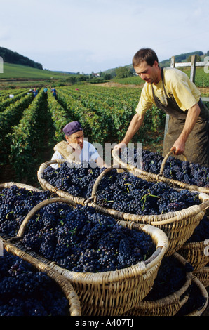 FRANKREICH BURGUND PERNAND-VERGELES ZWEI WEINLESER STAPELN BENATON KÖRBE MIT FRISCH GEERNTETEN PINOT NOIR TRAUBEN Stockfoto