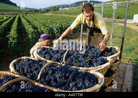 FRANKREICH BURGUND PERNAND-VERGELES ZWEI WEINLESER STAPELN BENATON KÖRBE MIT FRISCH GEERNTETEN PINOT NOIR TRAUBEN Stockfoto