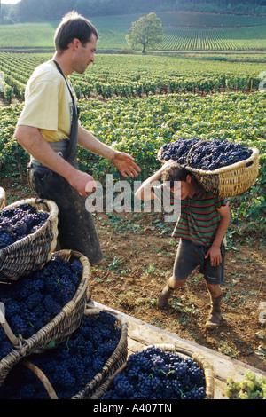 FRANKREICH BURGUND PERNAND-VERGELES WEINLESE ZWEI KOMMISSIONIERER STAPELN BENATON KÖRBE MIT FRISCH GEERNTETEN PINOT NOIR TRAUBEN Stockfoto